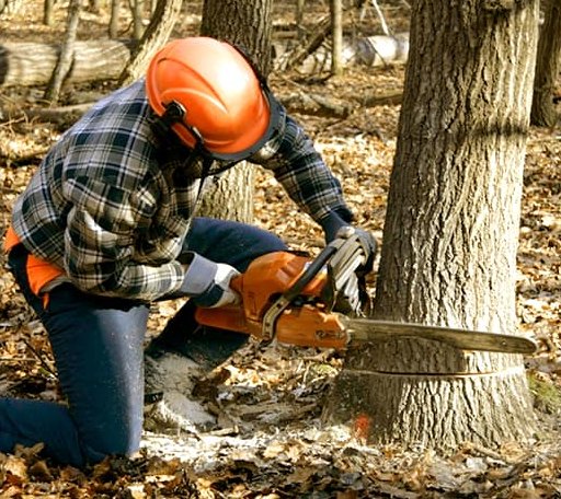Tree Removal in Milledgeville, OH